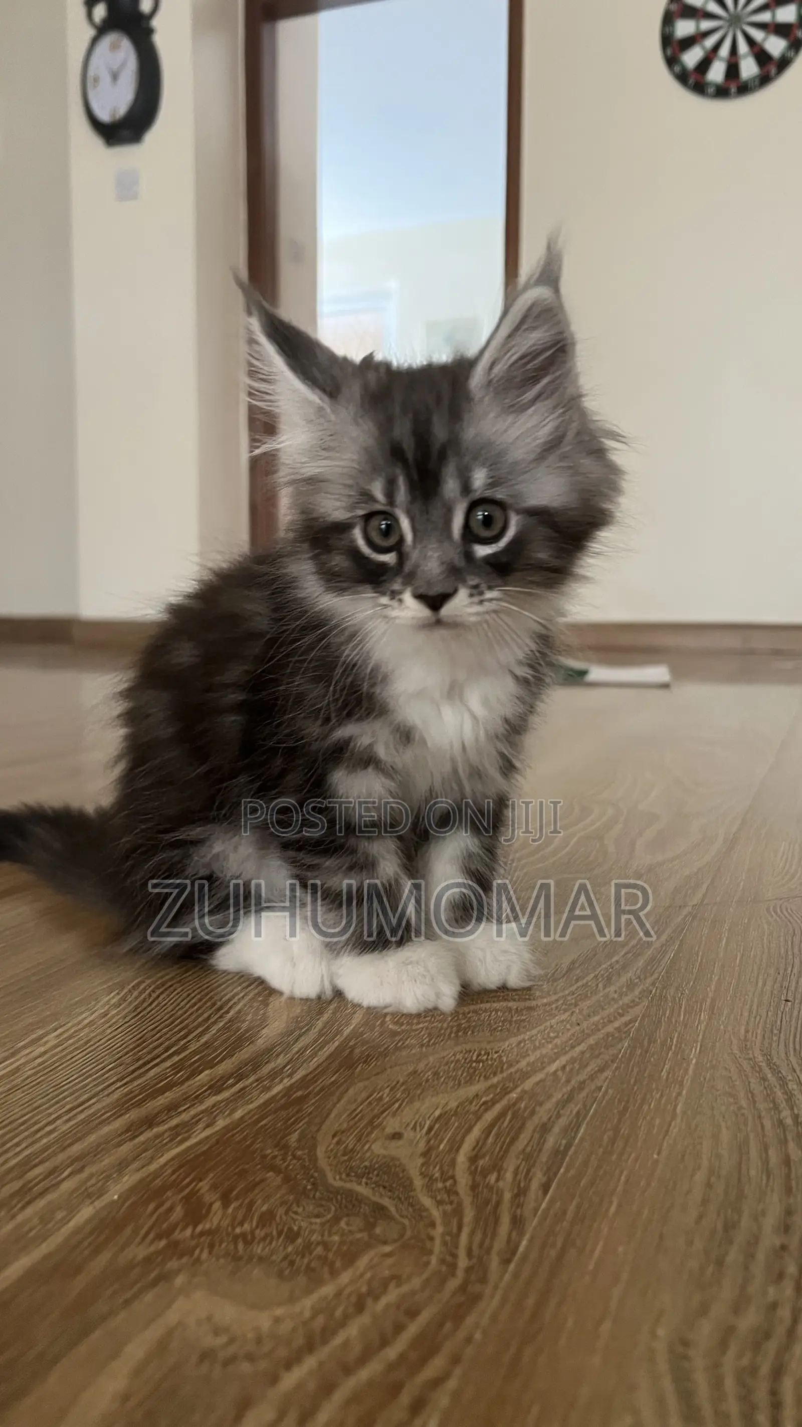 1-3 months Female Purebred Maine Coon