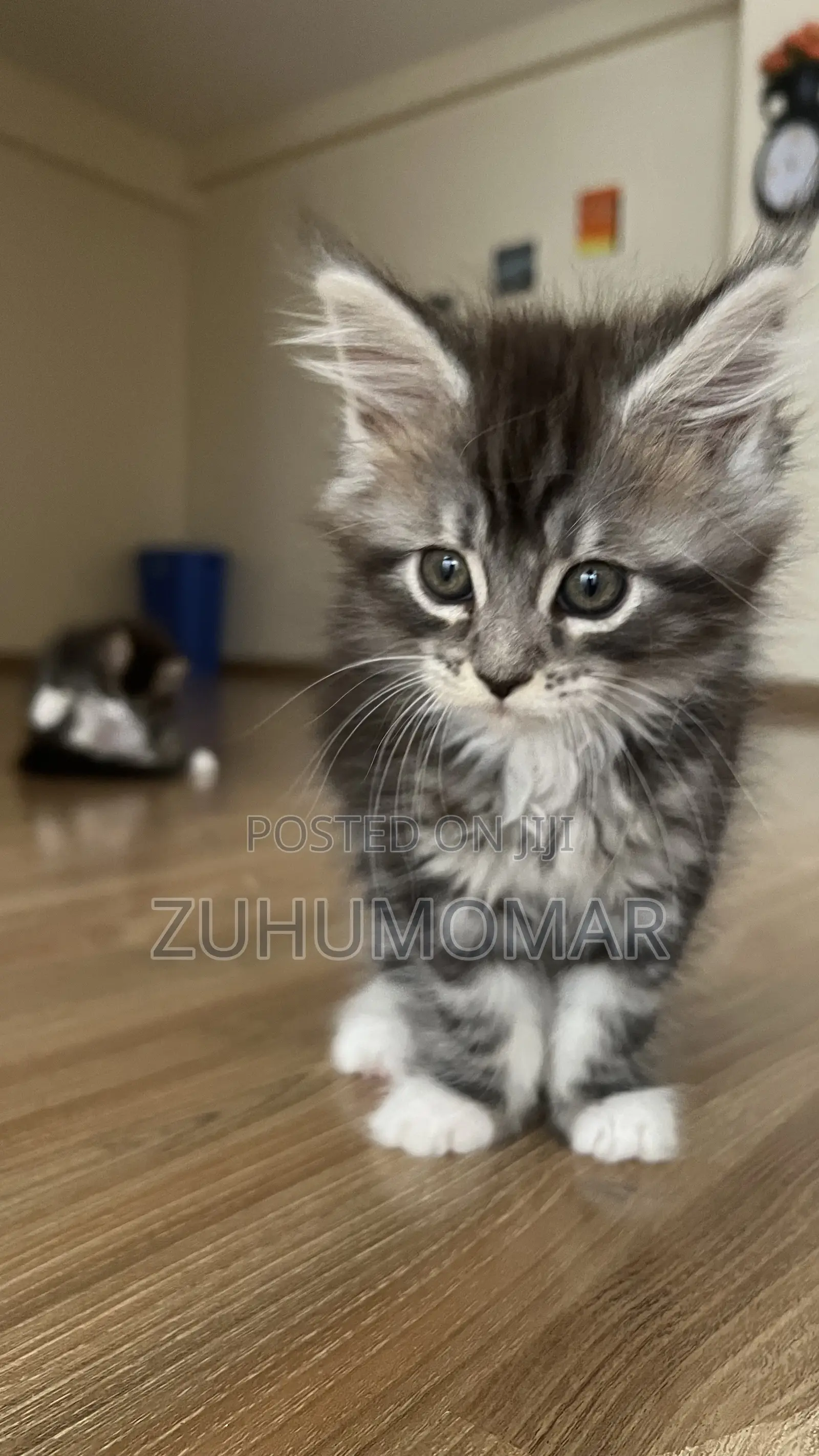 1-3 months Female Purebred Maine Coon