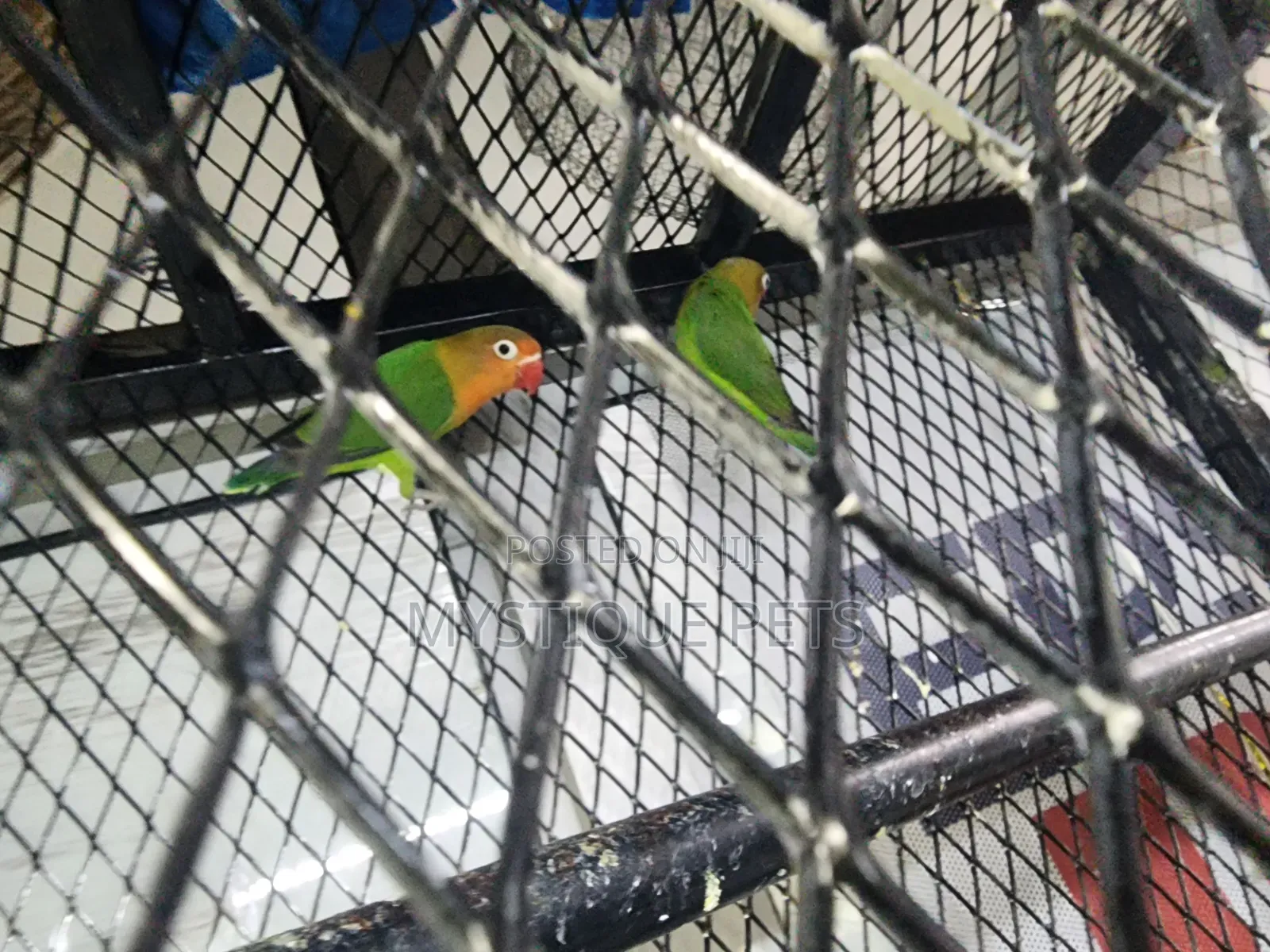 Young Love Birds