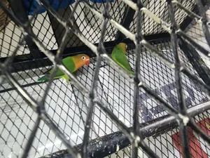 Young Love Birds