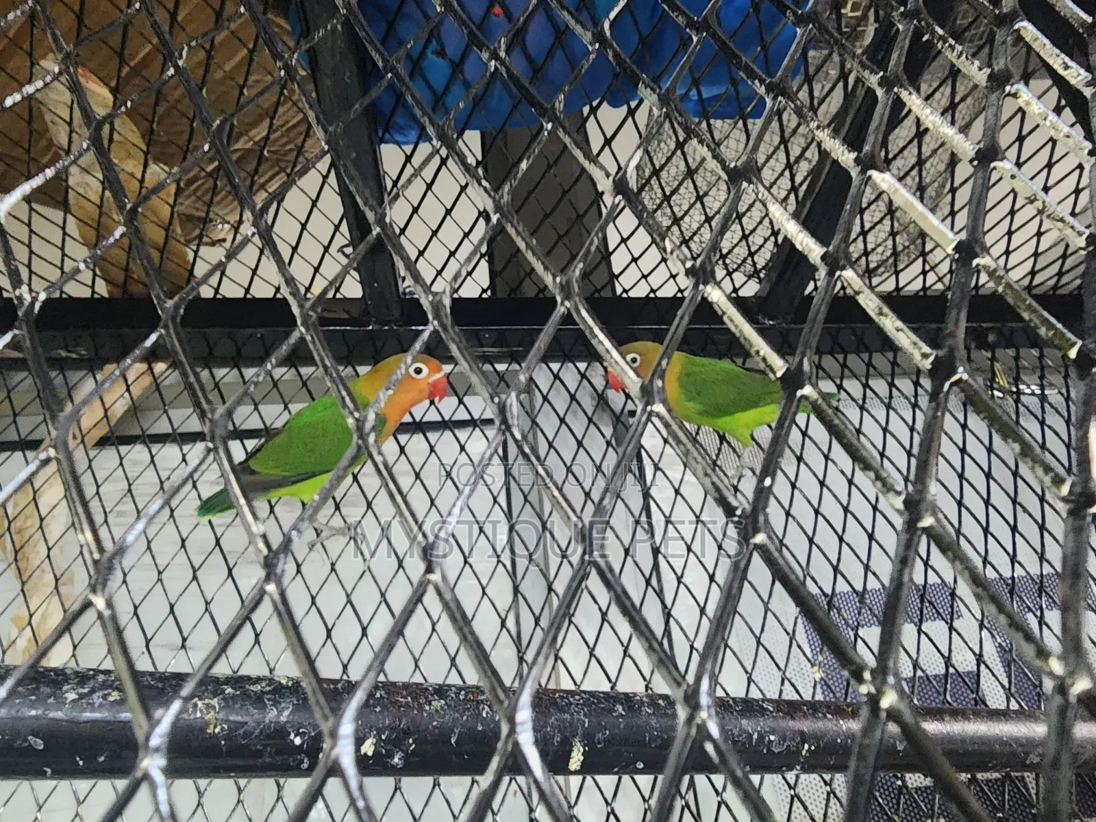 Young Love Birds