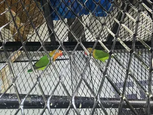 Young Love Birds