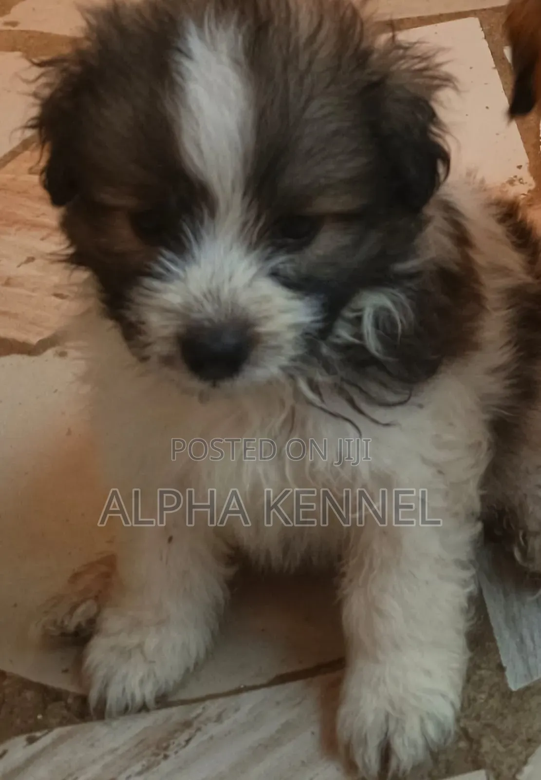 1-3 months Male Purebred Maltese