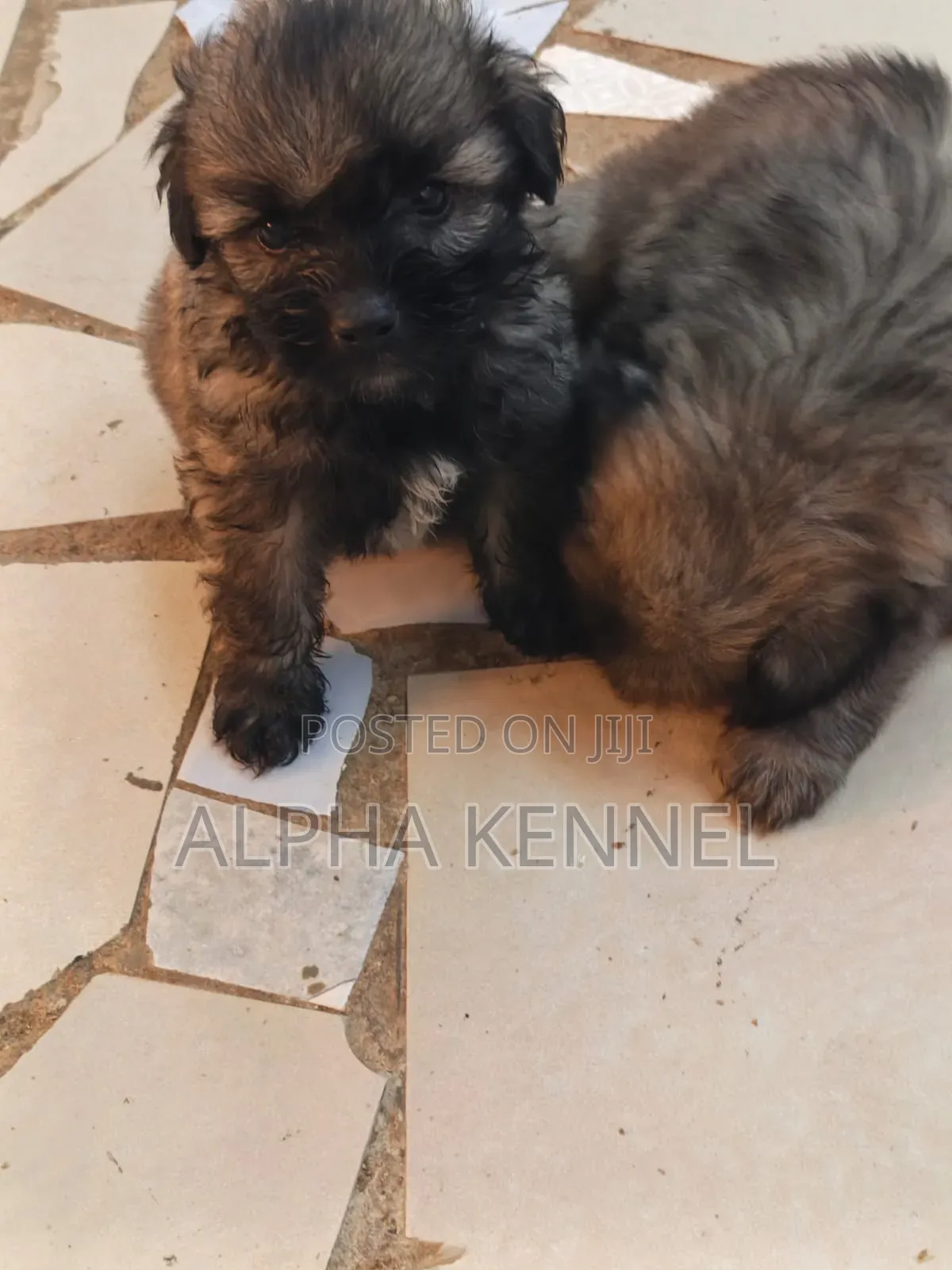 1-3 months Male Purebred Maltese