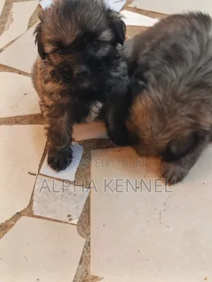 1-3 months Male Purebred Maltese