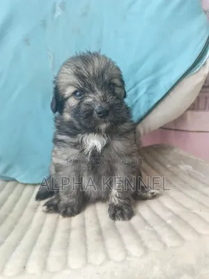1-3 months Male Purebred Maltese