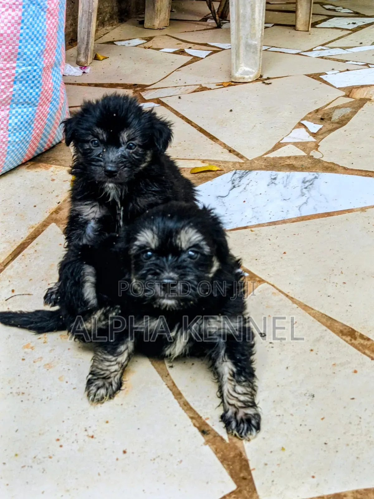 1-3 months Male Purebred Maltese