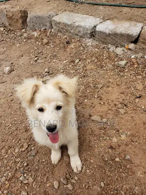 6-12 months Male Purebred Japanese Spitz