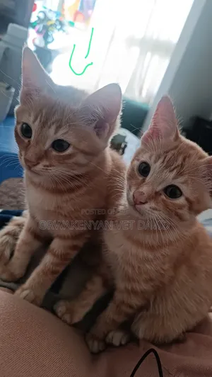 1-3 months Female Purebred American Shorthair