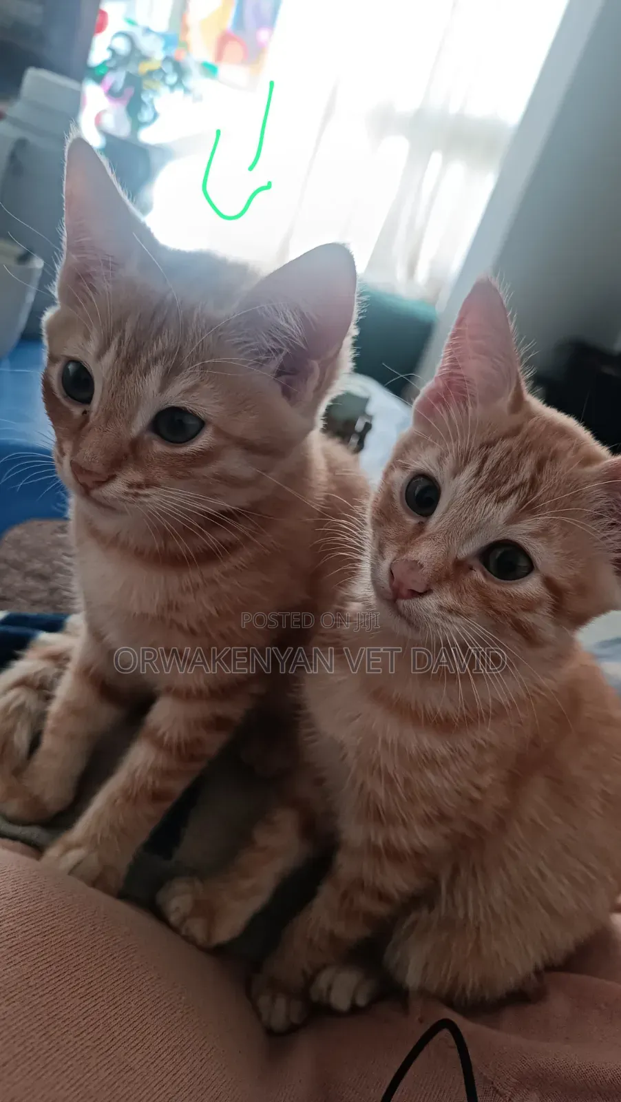 1-3 months Female Purebred American Shorthair