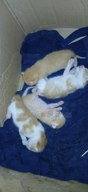 0-1 month Male Mixed Breed Cat
