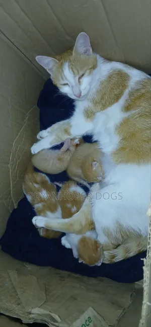 0-1 month Male Mixed Breed Cat