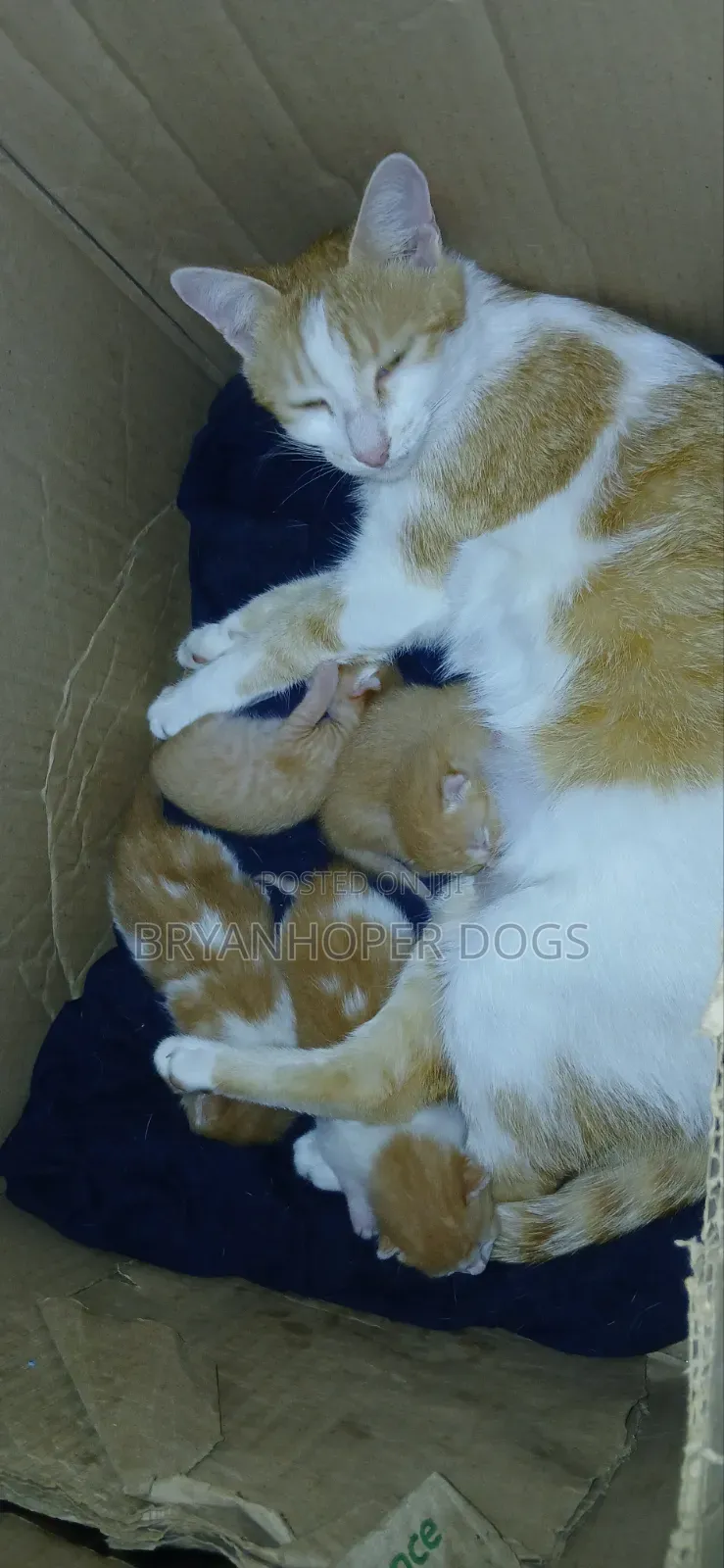 0-1 month Male Mixed Breed Cat