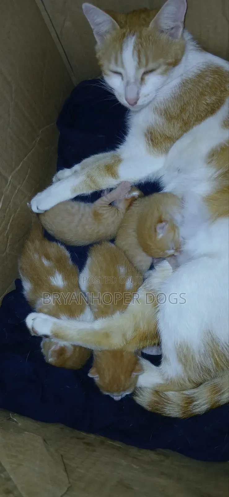 0-1 month Male Mixed Breed Cat