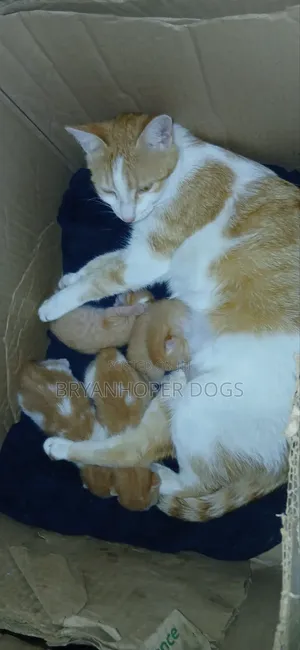 0-1 month Male Mixed Breed Cat