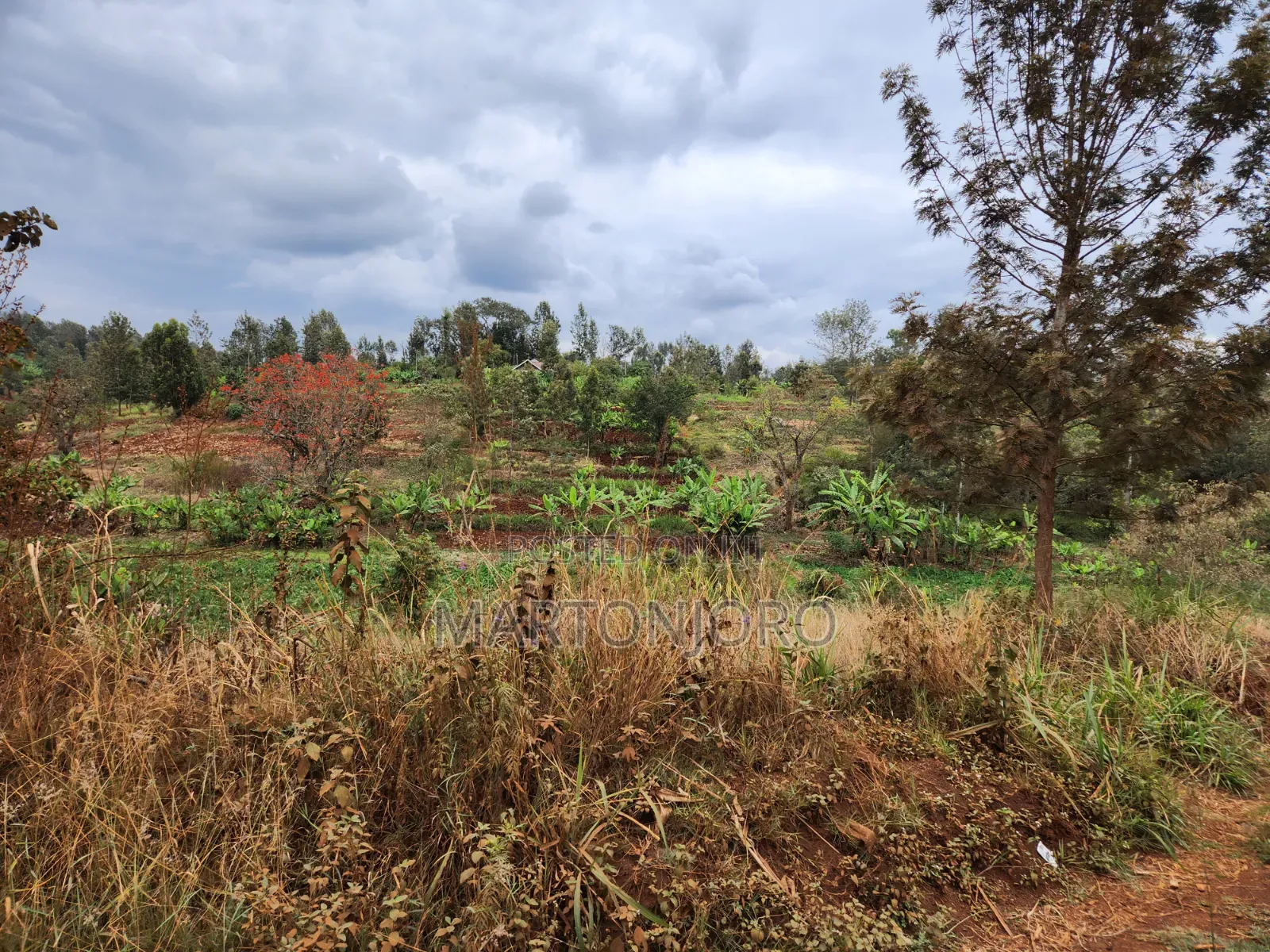 2 Acres Wamwangi Gatundu