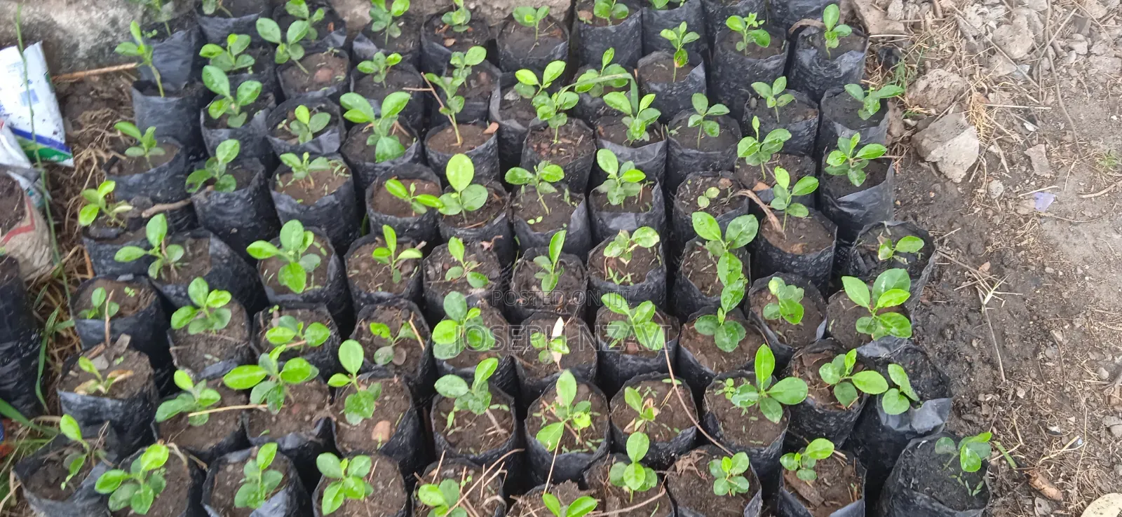 Lemon Seedlings
