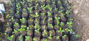 Lemon Seedlings