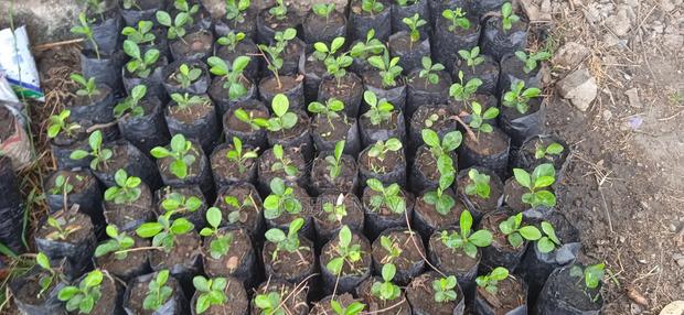 Lemon Seedlings