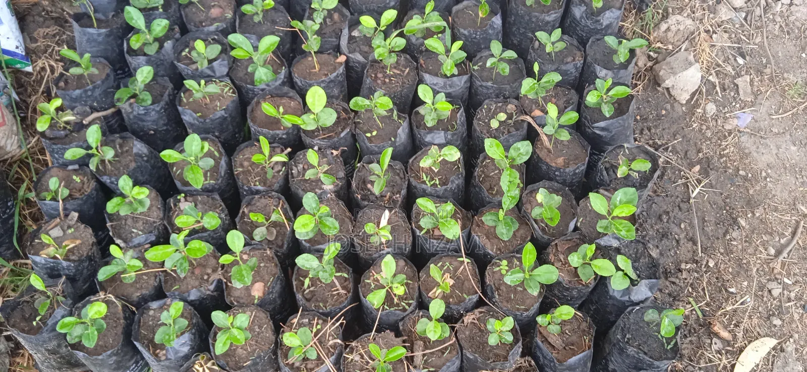 Lemon Seedlings
