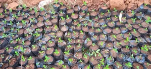 Lemon Seedlings