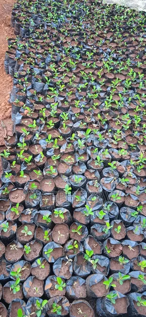 Lemon Seedlings