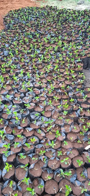 Lemon Seedlings