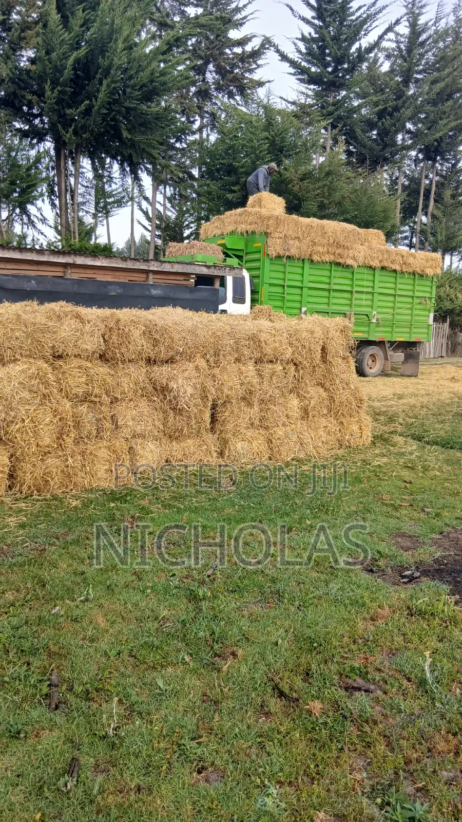 Boma Rhodes, Wheat Straws and Barley Straws Available No