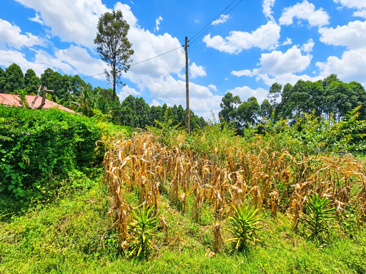 Land for Sale