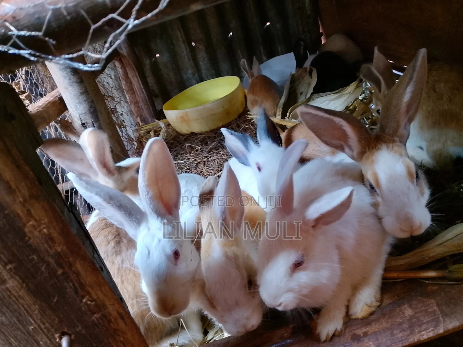 4and 2 Months Old Bucks and Does Fir Sale