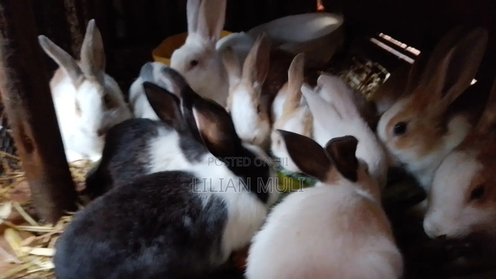 4and 2 Months Old Bucks and Does Fir Sale