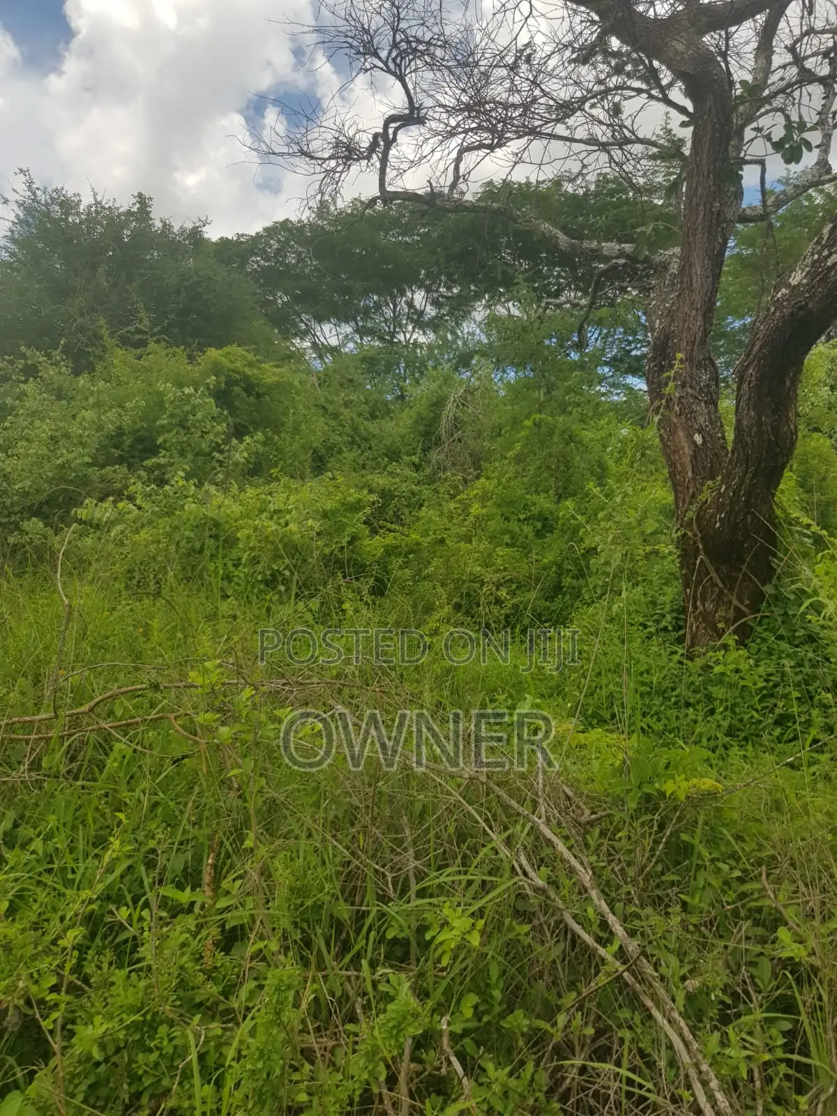 Mwingi Prime Land 30.5acres – Kavaini, Thitani Location