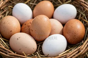 Fresh Eggs