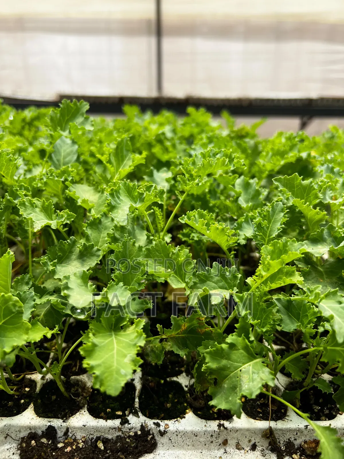 Health Curly Kale Seedlings