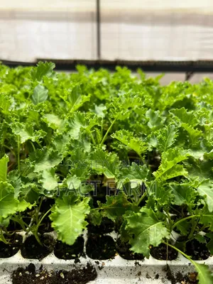 Health Curly Kale Seedlings