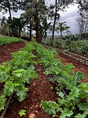 Health Curly Kale Seedlings