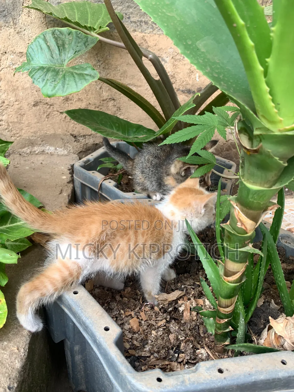 1-3 months Female Purebred American Shorthair