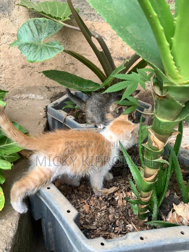 1-3 months Female Purebred American Shorthair