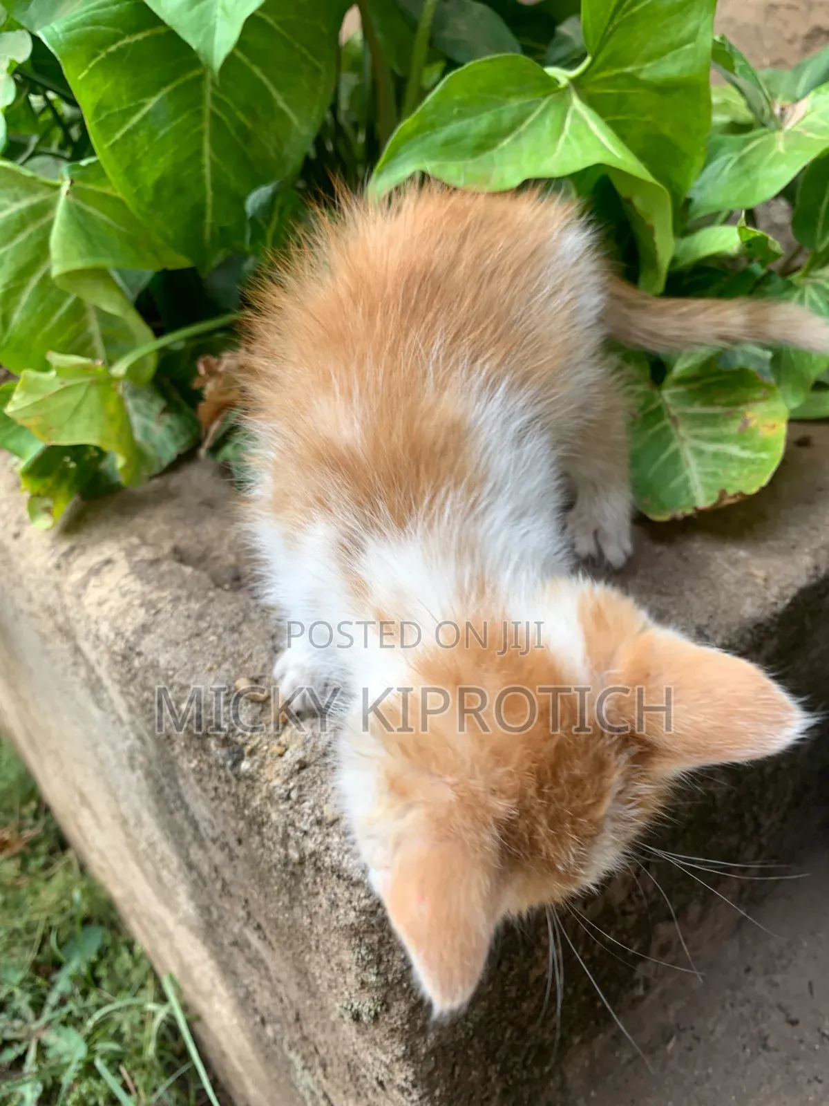 1-3 months Female Purebred American Shorthair