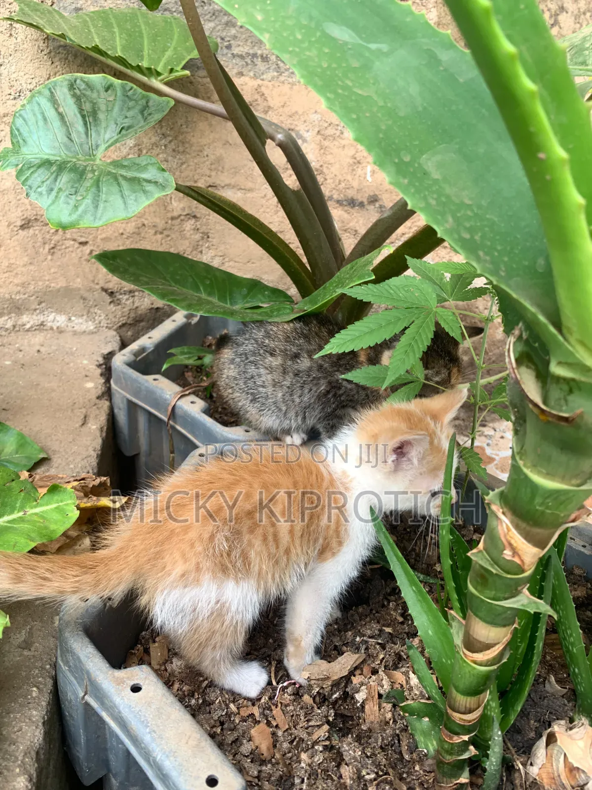 1-3 months Female Purebred American Shorthair