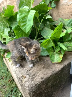 1-3 months Female Purebred American Shorthair