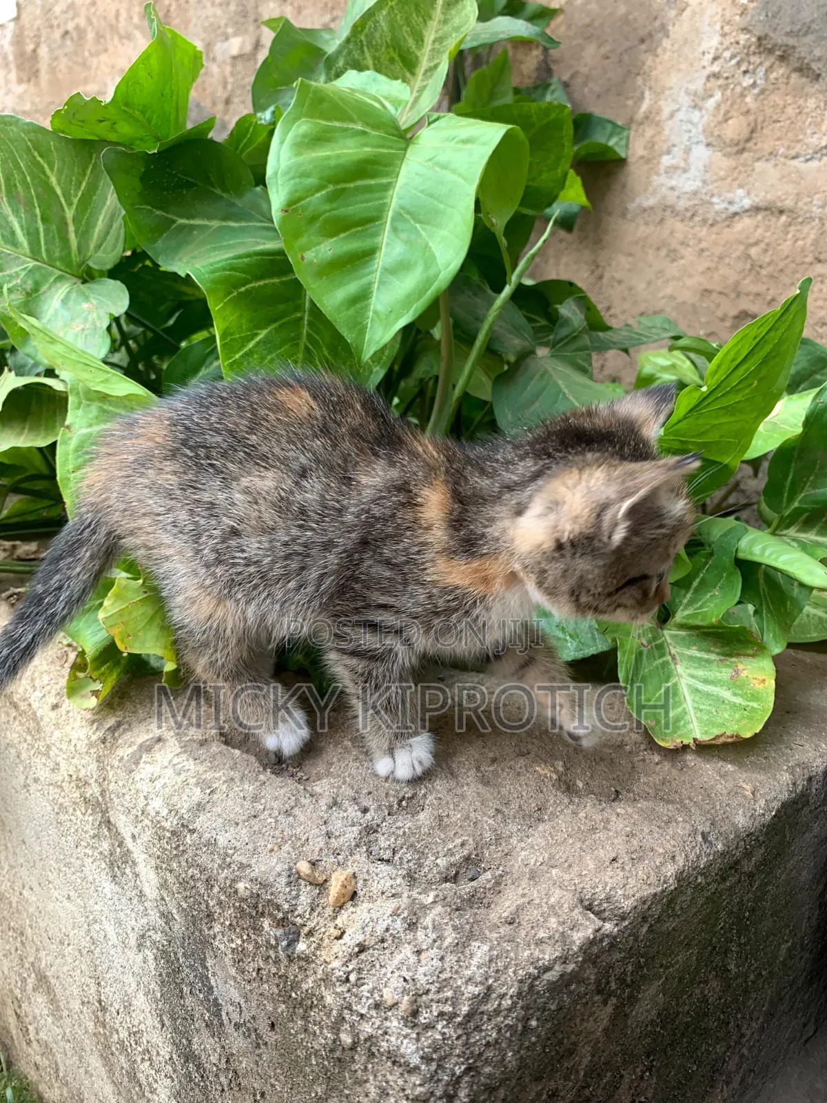 1-3 months Female Purebred American Shorthair
