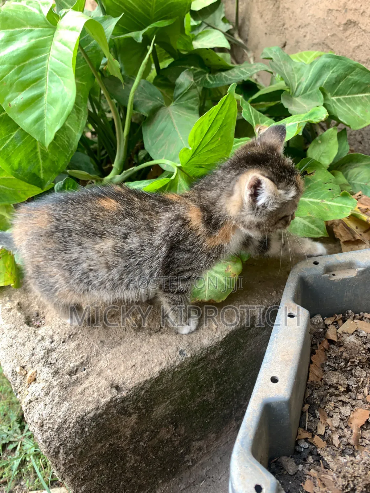 1-3 months Female Purebred American Shorthair
