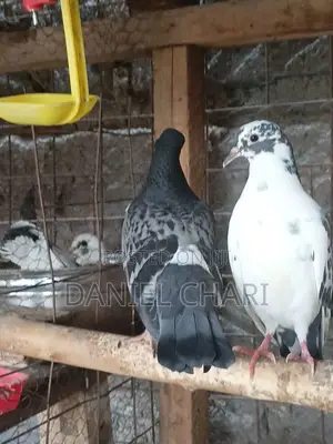 Home Dove/Pigeons