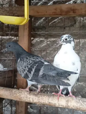 Home Dove/Pigeons