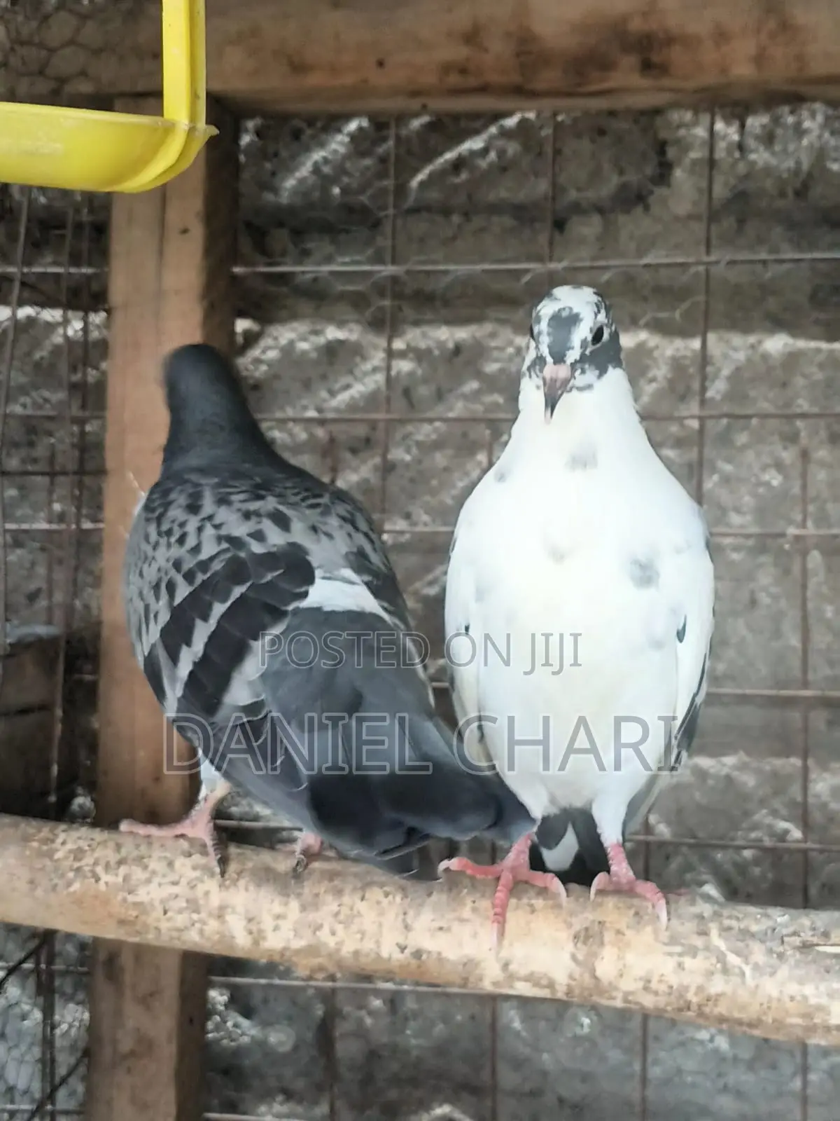 Home Dove/Pigeons
