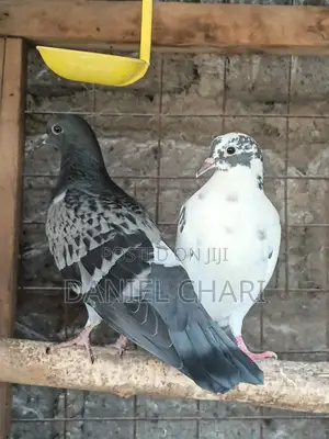 Home Dove/Pigeons