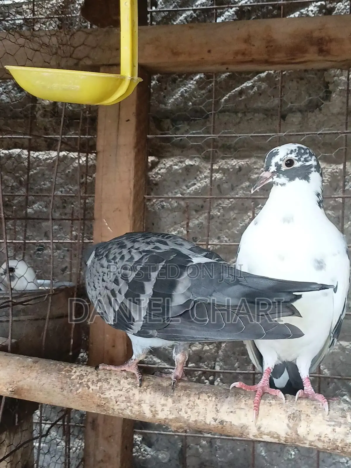 Home Dove/Pigeons