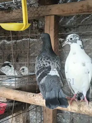 Home Dove/Pigeons