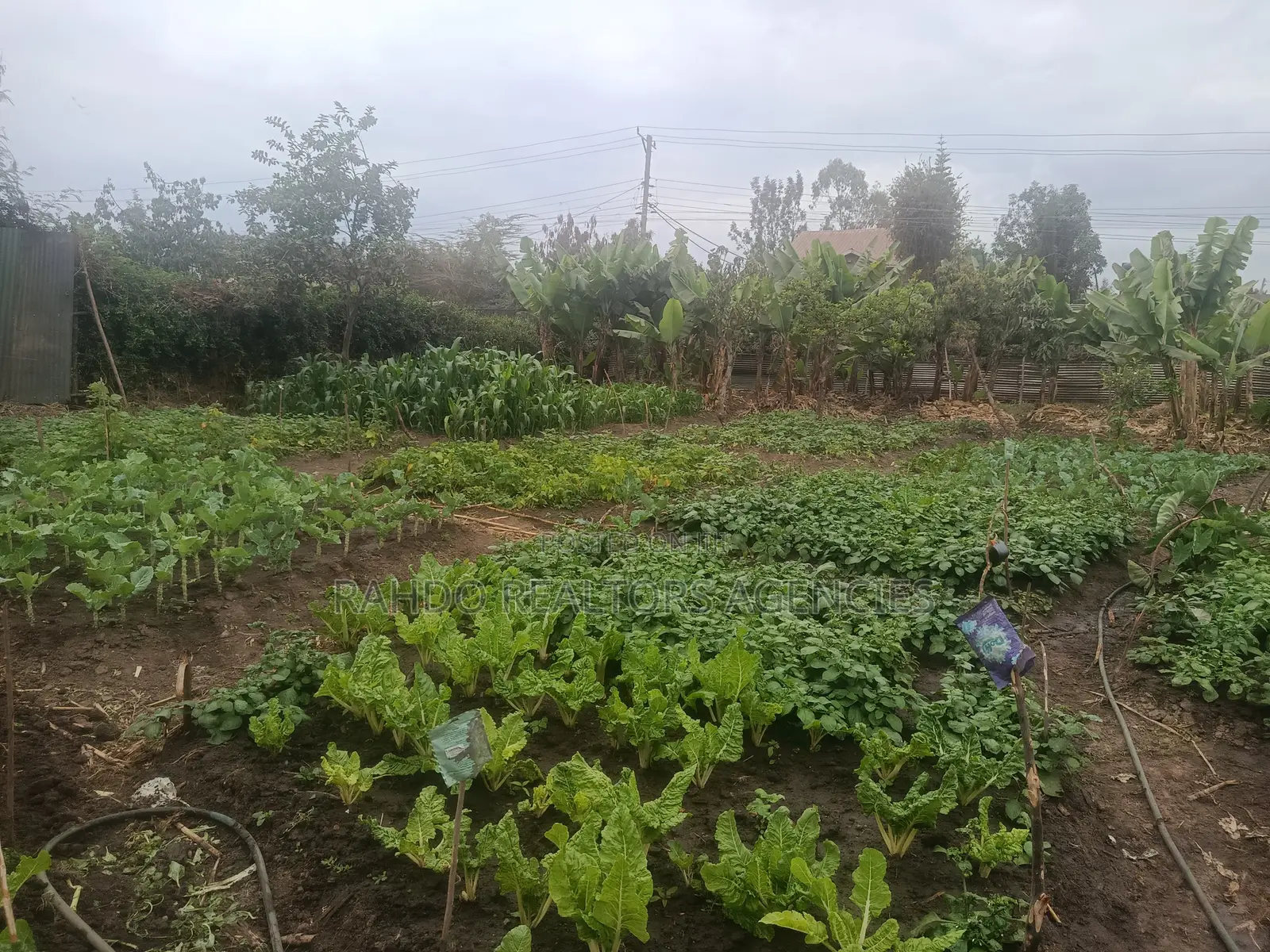 100 by 100 Plot for Sale in Githurai Kiuu Booster
